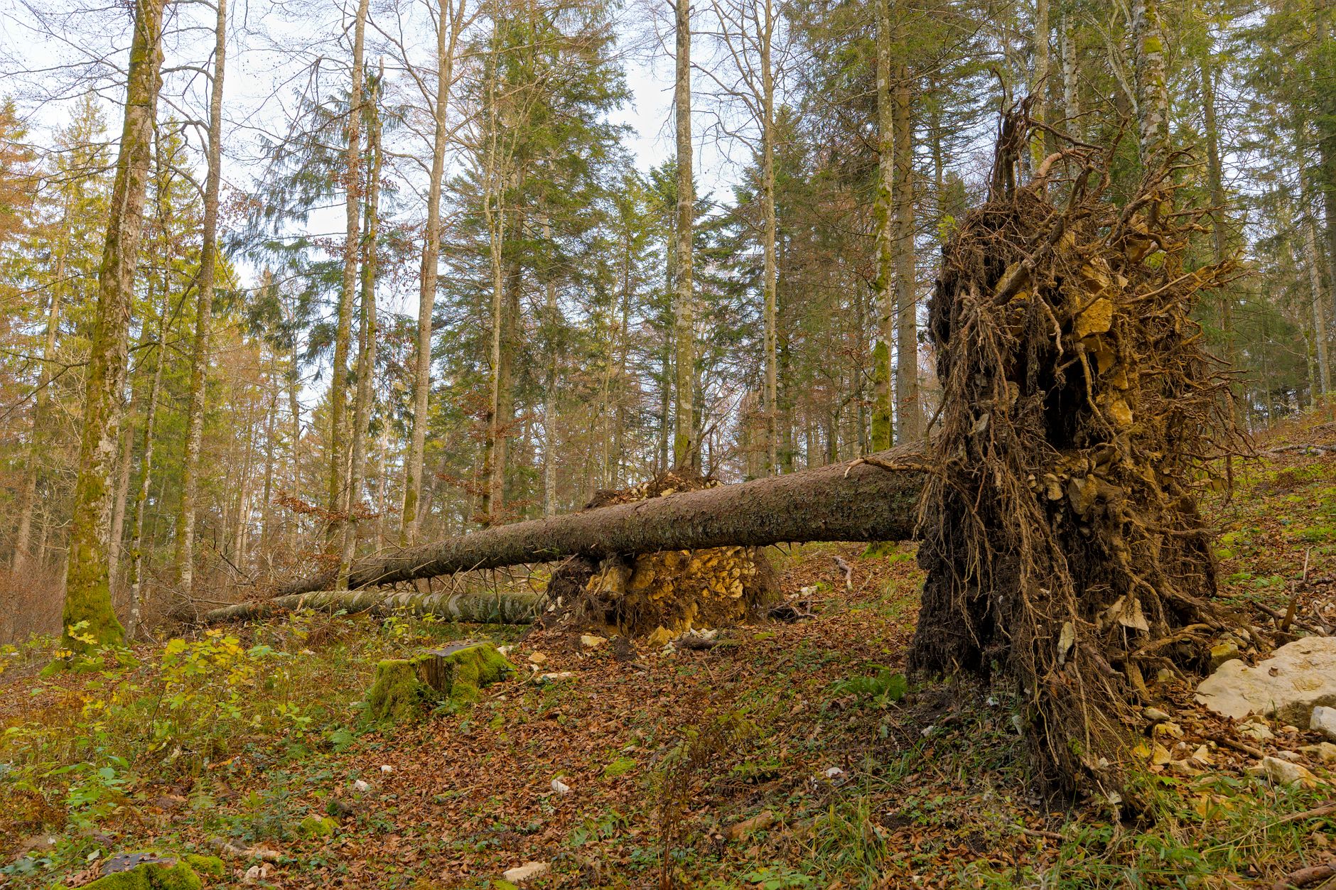 Enlèvement arbre urgence équipe à Laval